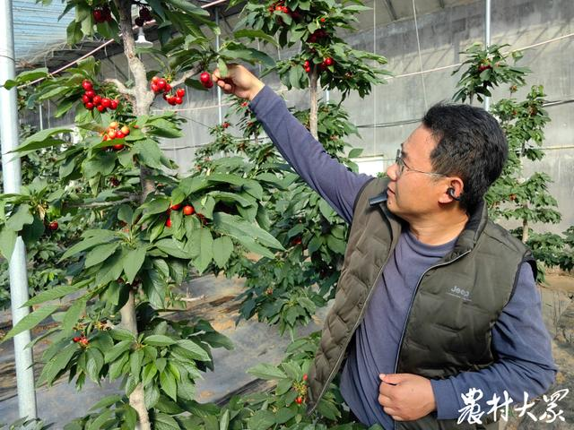 酸酸甜甜新鮮上市，五蓮大櫻桃何以脫“櫻”而出